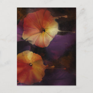 Morning Glory Blume Postkarte