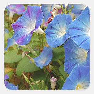 Morning Glory Blume Quadratischer Aufkleber