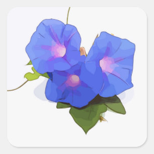 Morning Glory Blume Quadratischer Aufkleber