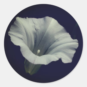 Morning Glory Blume Runder Aufkleber