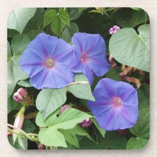 Morning Glory Blume Untersetzer
