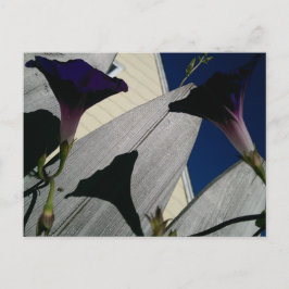 Morning Glory Blumen Postcard Postkarte