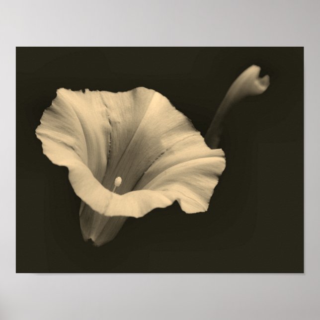 Morning Glory Blumen Sepia Nah Up Poster (Vorne)