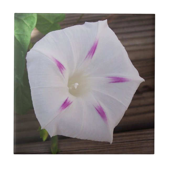 Morning Glory Fliese (Vorderseite)