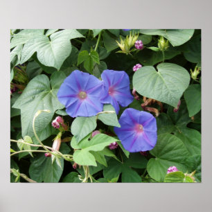 Morning Glory Foto Poster
