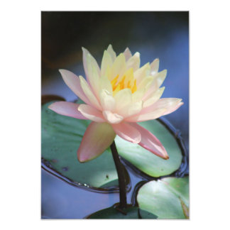 Morning Glory Fotodruck