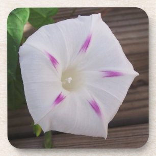 Morning Glory Getränkeuntersetzer