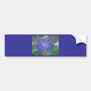 Morning Glory (Ipomoea Purpurea) Petals und Dew Dr Autoaufkleber