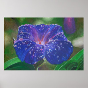 Morning Glory (Ipomoea Purpurea) Petals und Dew Dr Poster