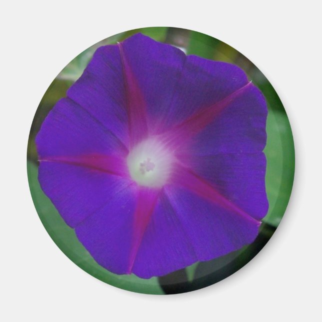 MORNING GLORY MAGNET (Vorne)