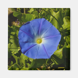 Morning Glory Magnet