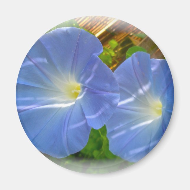 Morning Glory Magnet (Vorne)
