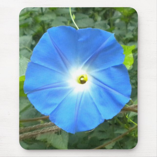 Morning Glory Mousepad (Vorne)