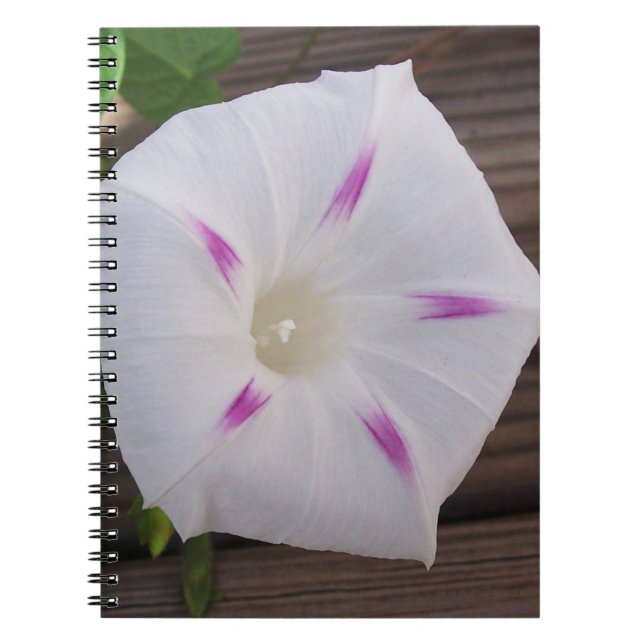 Morning Glory Notizblock (Vorderseite)