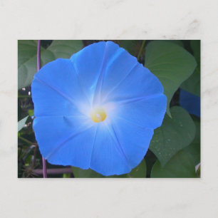 Morning Glory Postcard Postkarte