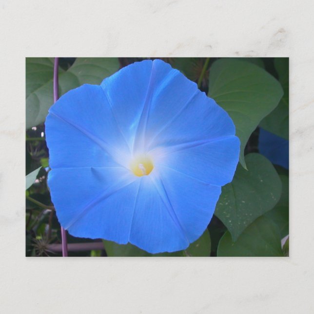 Morning Glory Postcard Postkarte (Vorderseite)