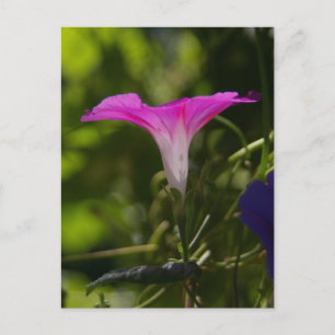Morning Glory Postcard Postkarte