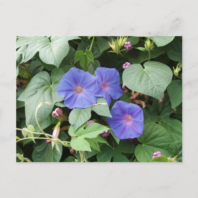 Morning Glory Postcard Postkarte (Vorderseite)