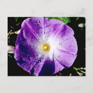 Morning Glory - Postcard Postkarte