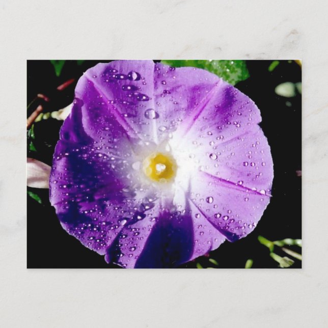 Morning Glory - Postcard Postkarte (Vorderseite)