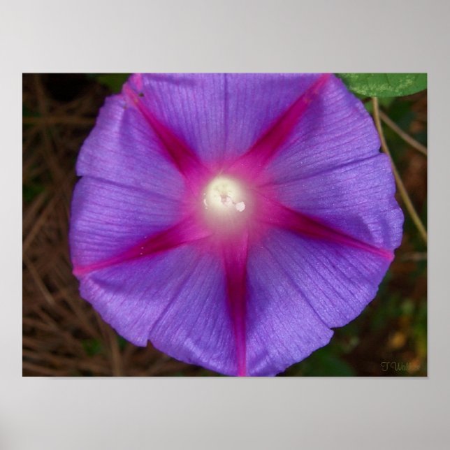 Morning Glory Poster (Vorne)