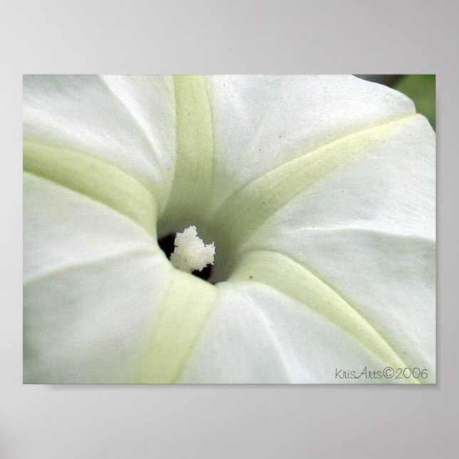 Morning Glory Poster (Vorne)