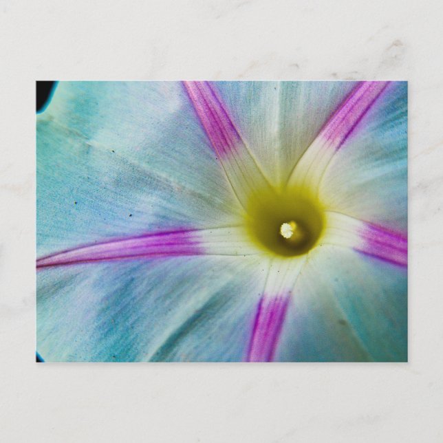Morning Glory Postkarte (Vorderseite)