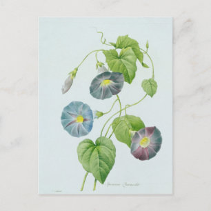 Morning Glory Postkarte