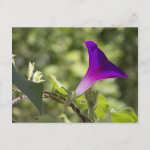 Morning Glory Postkarte