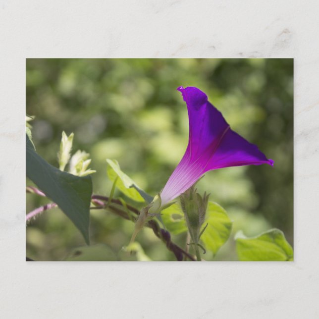 Morning Glory Postkarte (Vorderseite)
