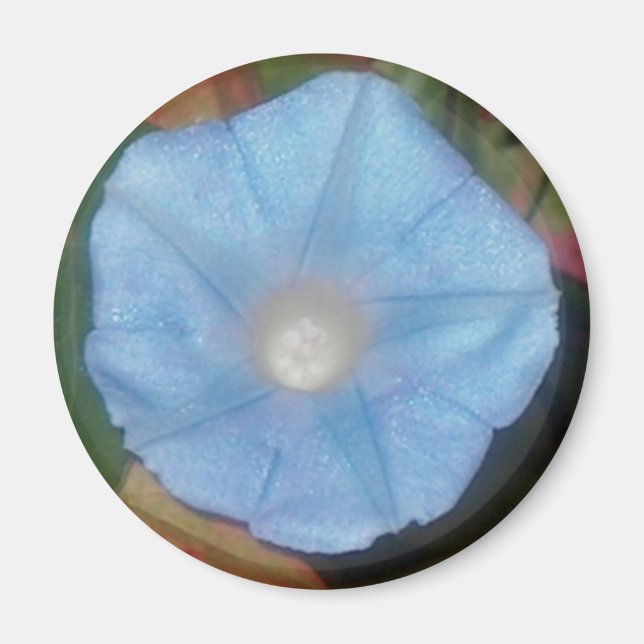 Morning Glory Star Magnet (Vorne)