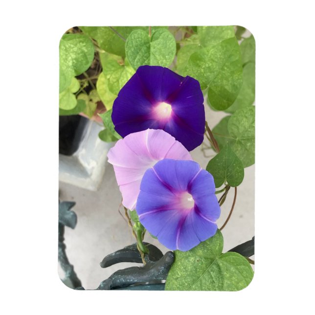 Morning Glory Trio Magnet (Vertikal)