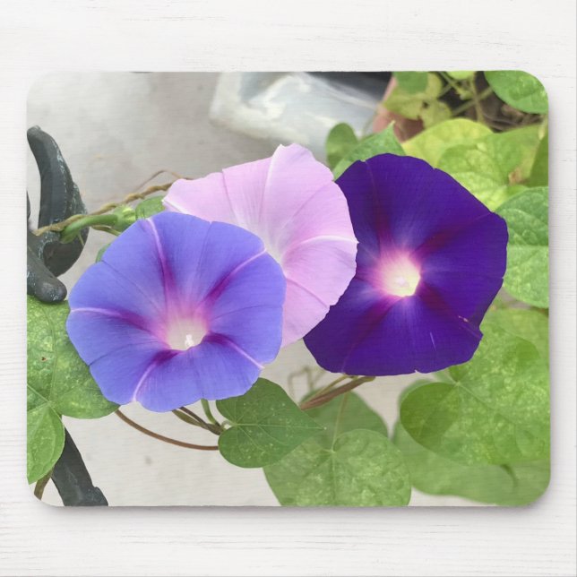 Morning Glory Trio Nahaufnahme Mousepad (Vorne)