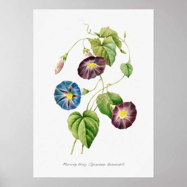 Morning Glory Vintag Botanical Illustration Poster (Vorne)