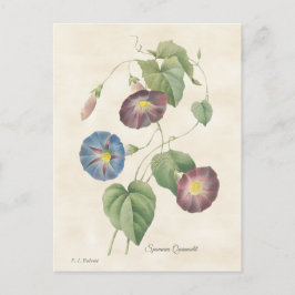 Morning Glory Vintag Botanical Illustration Postkarte