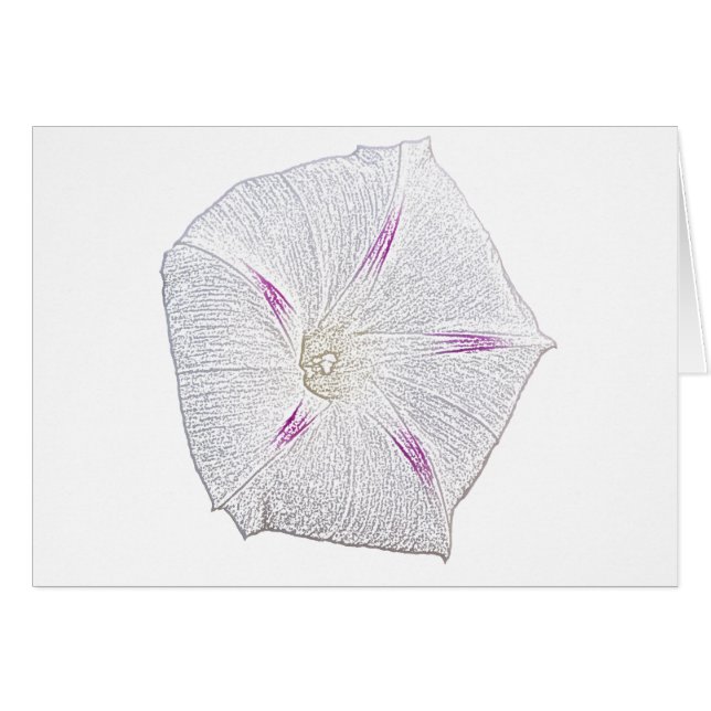 Morning Glory White (Vorderseite (Horizontal))