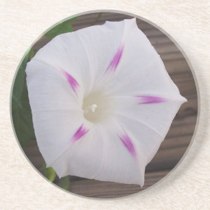Morning Glory White Getränkeuntersetzer
