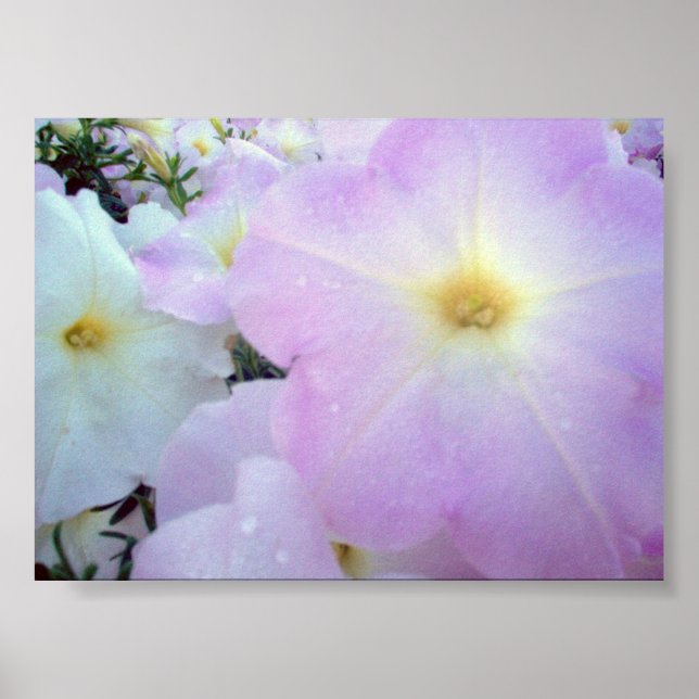 Morning Kisses Poster (Vorne)