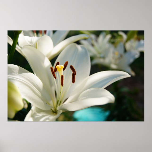 Morning Lily Poster (Vorne)