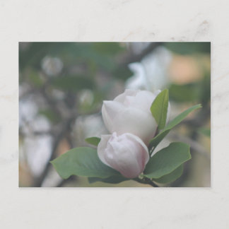 Morning Magnolia Postkarte