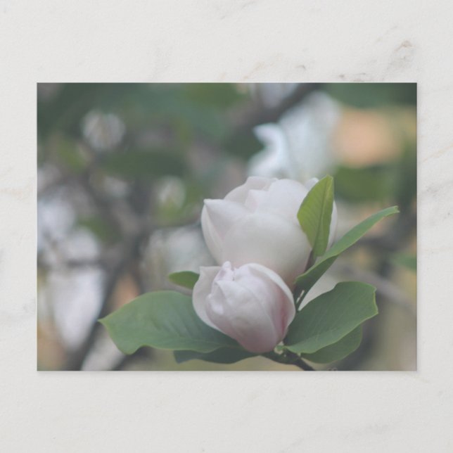 Morning Magnolia Postkarte (Vorderseite)