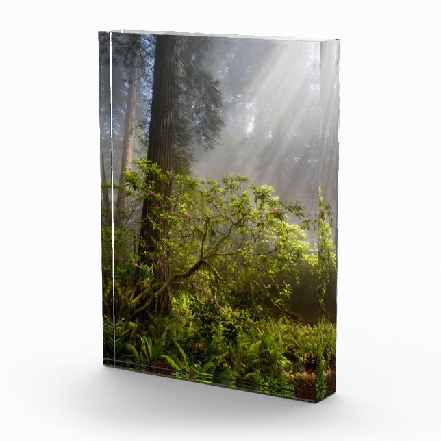 Morning Mist on Rhododendron Fotoblock (Rechts)