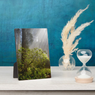 Morning Mist on Rhododendron Fotoplatte