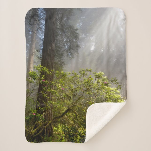 Morning Mist on Rhododendron Sherpadecke (Vorderseite)