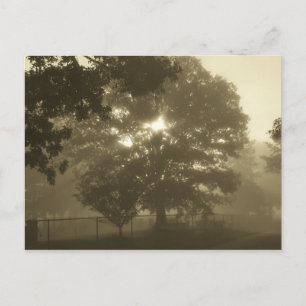 Morning Mist Postkarte