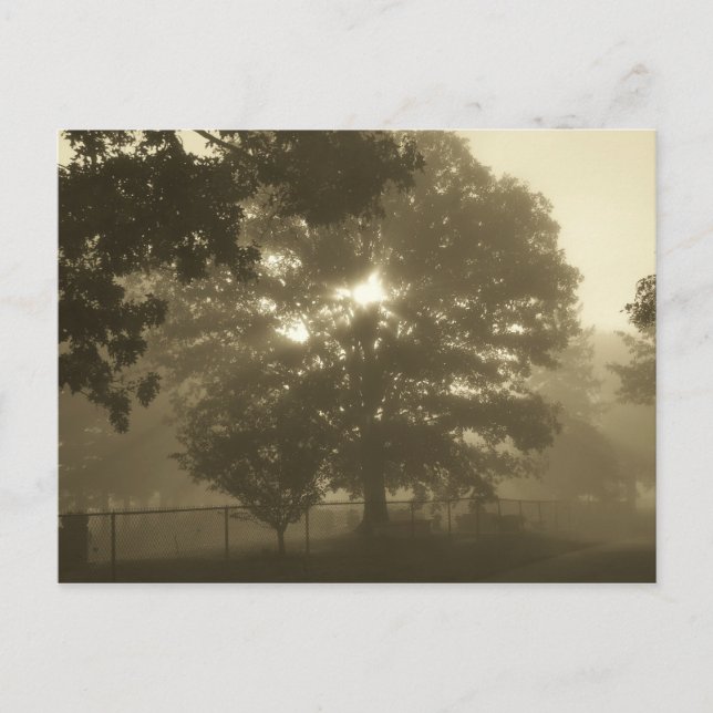 Morning Mist Postkarte (Vorderseite)