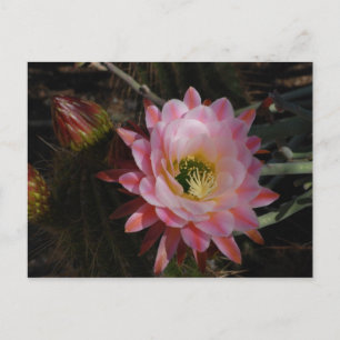 Morning Shade Postkarte