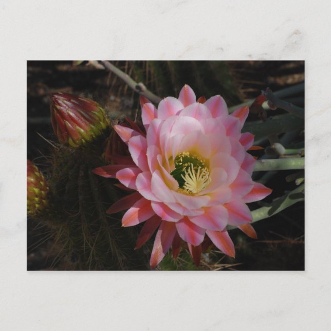 Morning Shade Postkarte (Vorderseite)