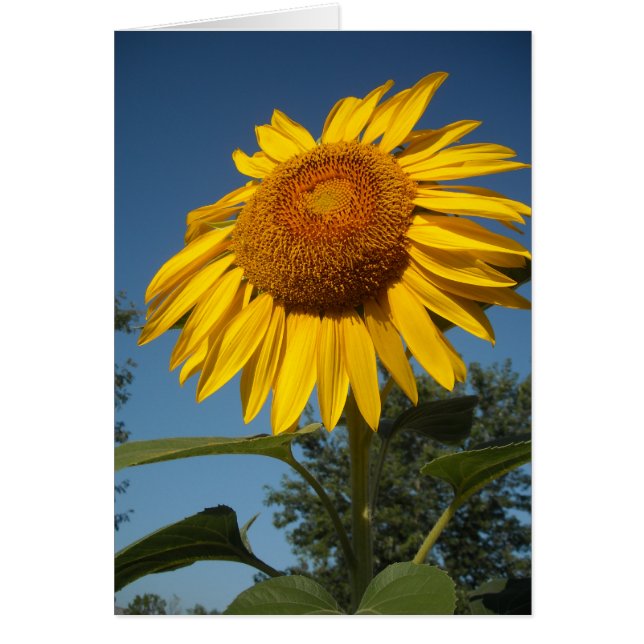 Morning Sunflower (Vorne)