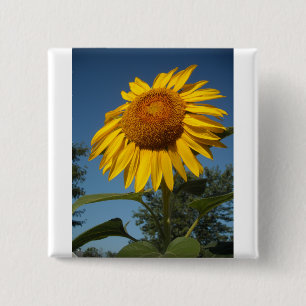 Morning Sunflower Button